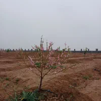 باغستان ۵ ستاره مامونیه|فروش زمین و ملک کلنگی|تهران, فردوس|دیوار