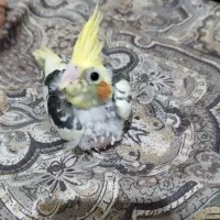 جوجه عروس|پرنده|آستانه اشرفیه, |دیوار