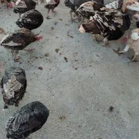 بوقلمون محلی ارگانیک صحنه