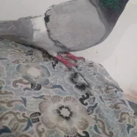 کبوتر|پرنده|اهر, |دیوار