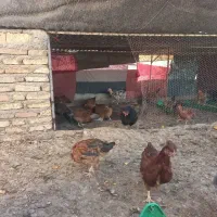 خروس برای قربانی