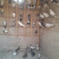 کفترخوب پرشی نروماده همه یکجا به فروش میرود|پرنده|قم, عمار یاسر|دیوار