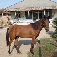 اسب عرب خالص