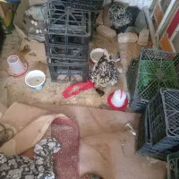 باسلام تخم مرغ بومی و گلین و گلپایگانی