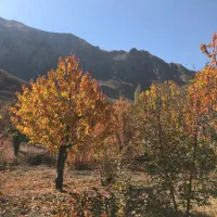 فروش۲۲۰۰ مترباغ جاده چالوس