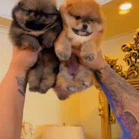 سگ پامر خرسی