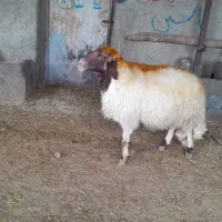 ورن داشتی|حیوانات مزرعه|کامیاران, |دیوار