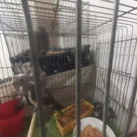 بچه عروس هلندی|پرنده|لاهیجان, گلستان|دیوار