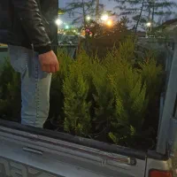 گل کاج لاوسون|گل و گیاه طبیعی|چمستان, |دیوار