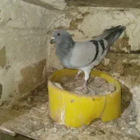 کفتر|پرنده|تربت‌حیدریه, قائم|دیوار