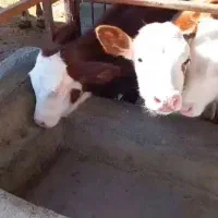 سیمنتاال گوساله ارسال از بندرترکمن