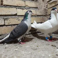 ساده سیاه