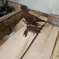 کبوتر الوان قرمزی