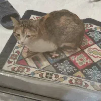 گربه خانگی پیدا شده|گربه|کرمانشاه, |دیوار