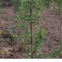 فروش انواع نهال  میوه و گردو و بادام در نهالستان