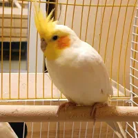 عروس هلندی نر آماده جفت زدن