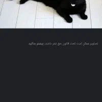 گربه اسکاتیش