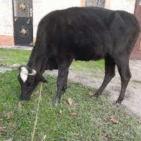 گاو گیل دورگ با گوساله ماده فقیر|حیوانات مزرعه|رشت, حومه رشت|دیوار