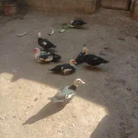 اردک اسراییلی
