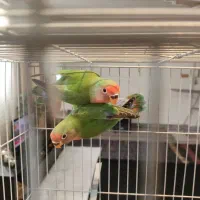 دو عدد طوطی برزیلی