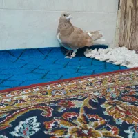 کبوتر|پرنده|شیراز, سعدیه شمالی|دیوار