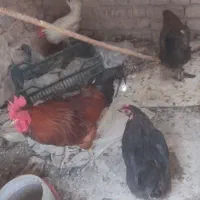 مرغ و خروس محلی تخم گذار