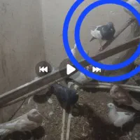 گمشده در ارزنق