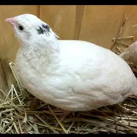 بلدرچین برا کشتن