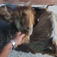 فروش تیشتر نر|حیوانات مزرعه|گتوند, |دیوار