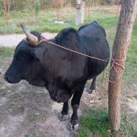 گاو نر ورزا سالم و تمیز