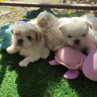 توله پکنیز نر و ماده|سگ|فردیس, قریشی|دیوار