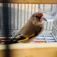 کرمونی دهن زن سفت