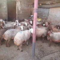 گوسفند میش بره|حیوانات مزرعه|بیستون, |دیوار