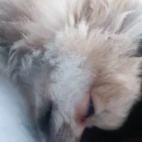 پامر عروسکی|سگ|بهارستان, |دیوار