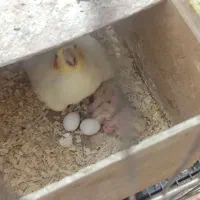 عروس هلندی روی جوجه