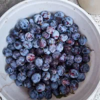 11 کیلو آلو رسمی