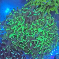 مرجان آکواریوم ابشور اب شور