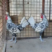 ویاندوت اورنج اپنزلر لاکنولدر