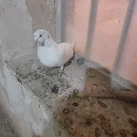 کوهی طوقی پرشی