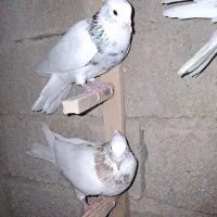 کبوتر|پرنده|فیروزآباد (فارس), |دیوار