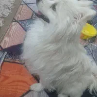 سگ پامر روباهی|سگ|بهارستان, |دیوار