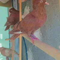 کبوتر سرخ خونی