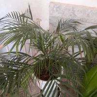 دوعددگلدون سایز بزرگ