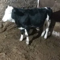 فروشه گوساله