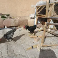 خروس زیبا