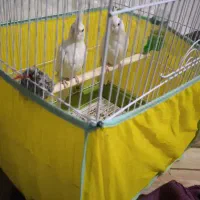 عروس هلندی آلبینو