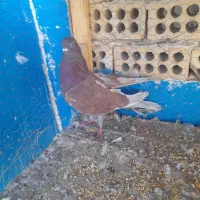 کفتر|پرنده|کاشان, مصلی|دیوار