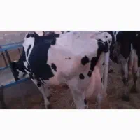 گاو جوان آبستن سنگی