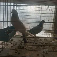 دمگیروتهرونی|پرنده|اصفهان, ارغوانیه|دیوار