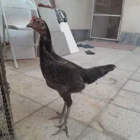 مرغ لاری طوسی